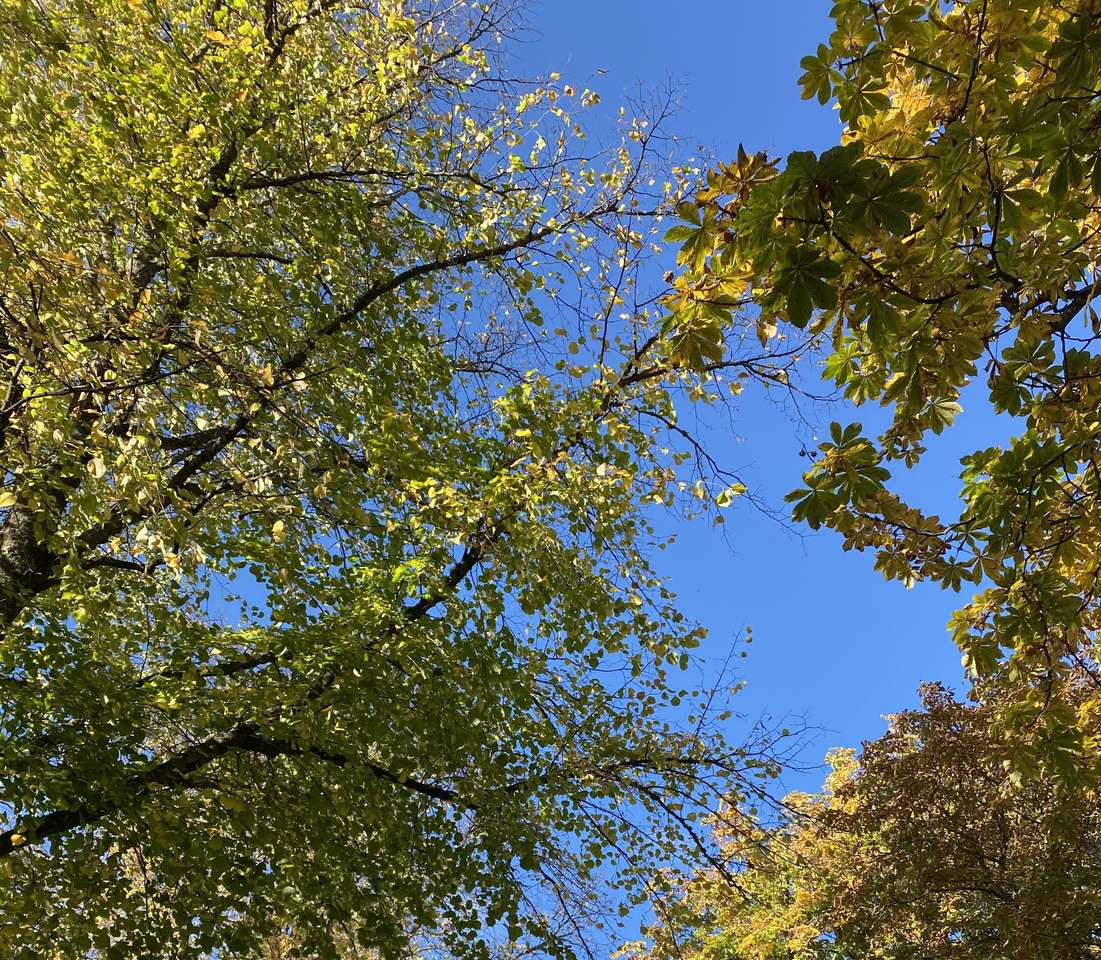 alberi d'autunno puzzle online
