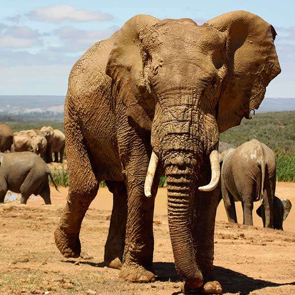 Слоны в Кот-д'Ивуаре онлайн-пазл