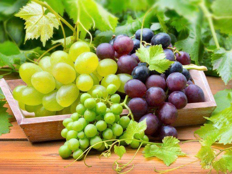 Diferentes variedades de uvas. rompecabezas en línea