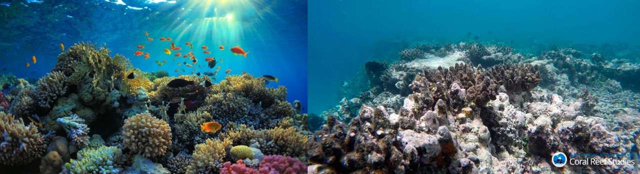 Zerstörung von Korallenriffen Online-Puzzle