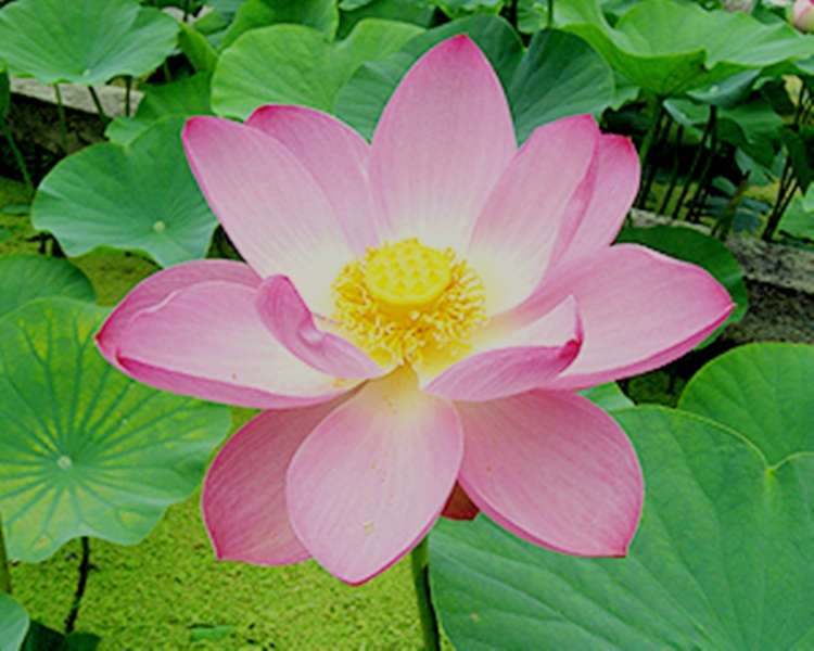 Vatten lotusblomma Pussel online