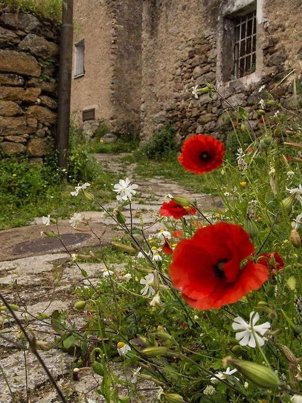 poppies among the houses jigsaw puzzle online
