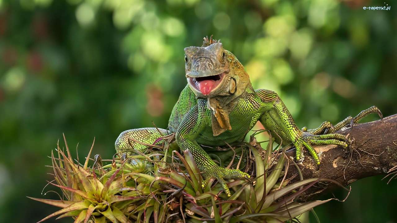 Ящерица, Зеленая игуана пазл онлайн