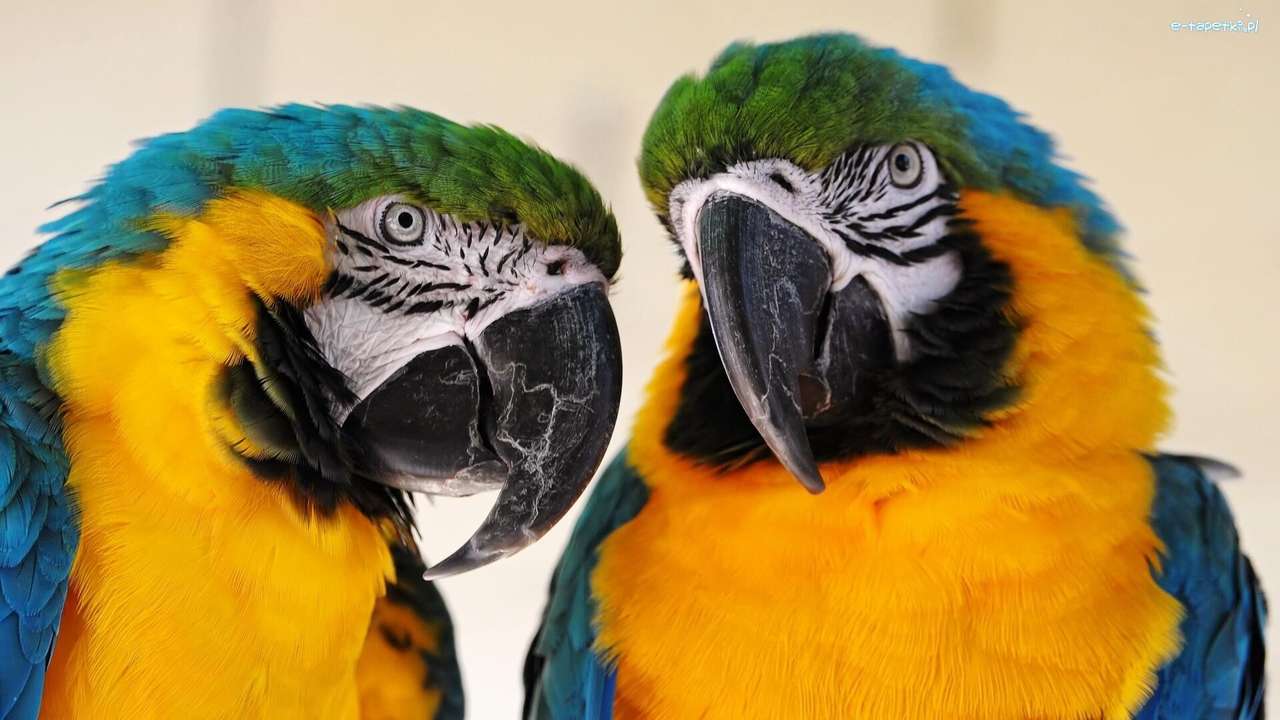 Два різнокольорових папуги ара онлайн пазл