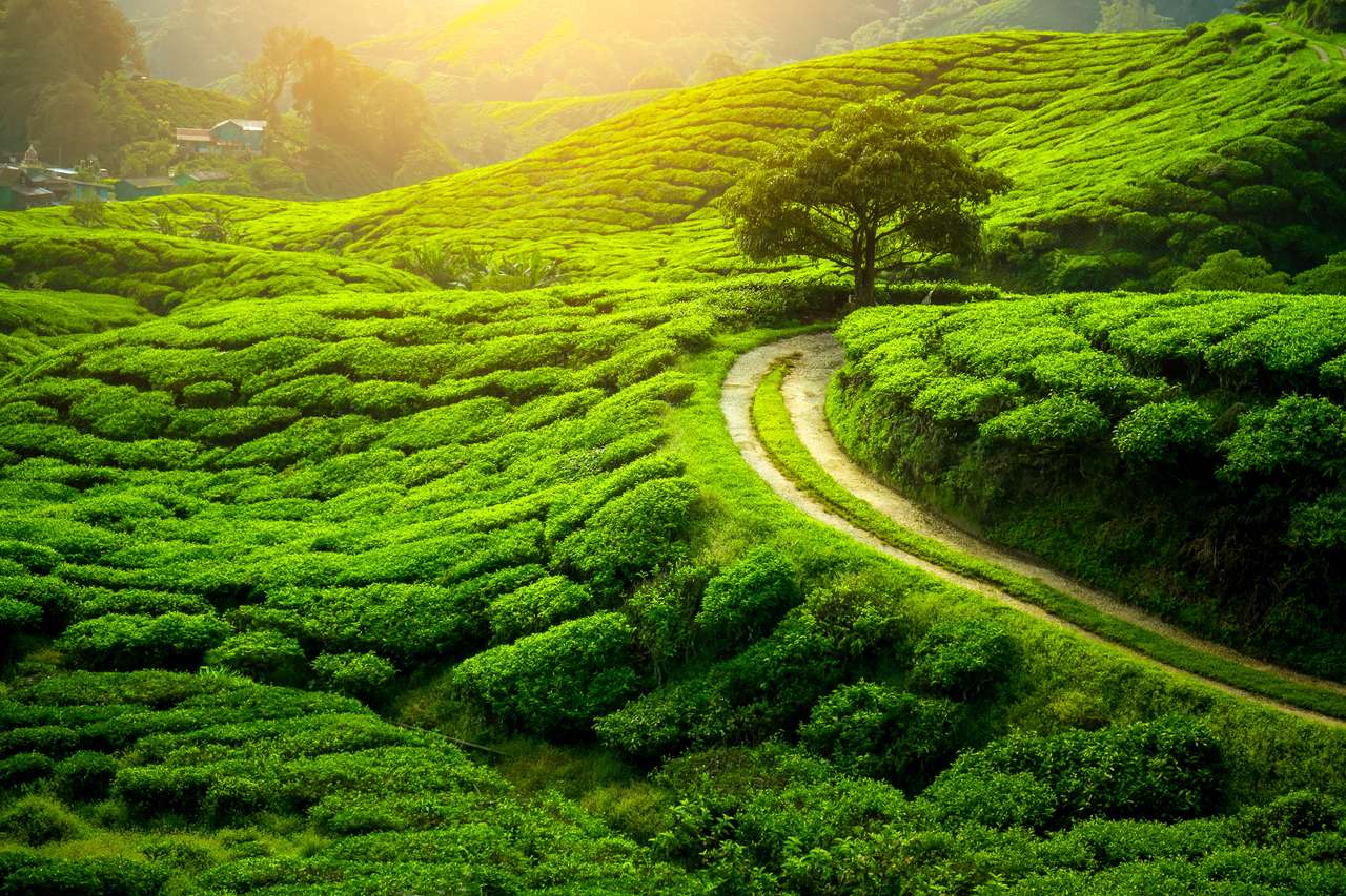 Piantagione di tè e albero solitario all'ora del tramonto puzzle online