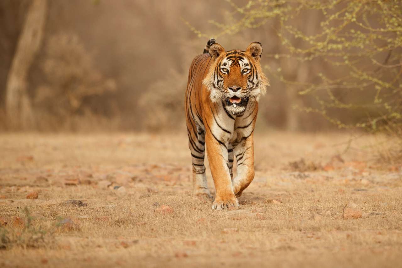 Tiger i sin naturliga livsmiljö pussel på nätet