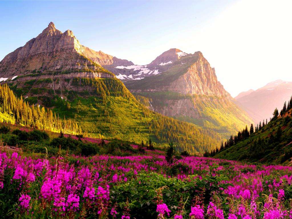 Λουλούδια βουνού online παζλ