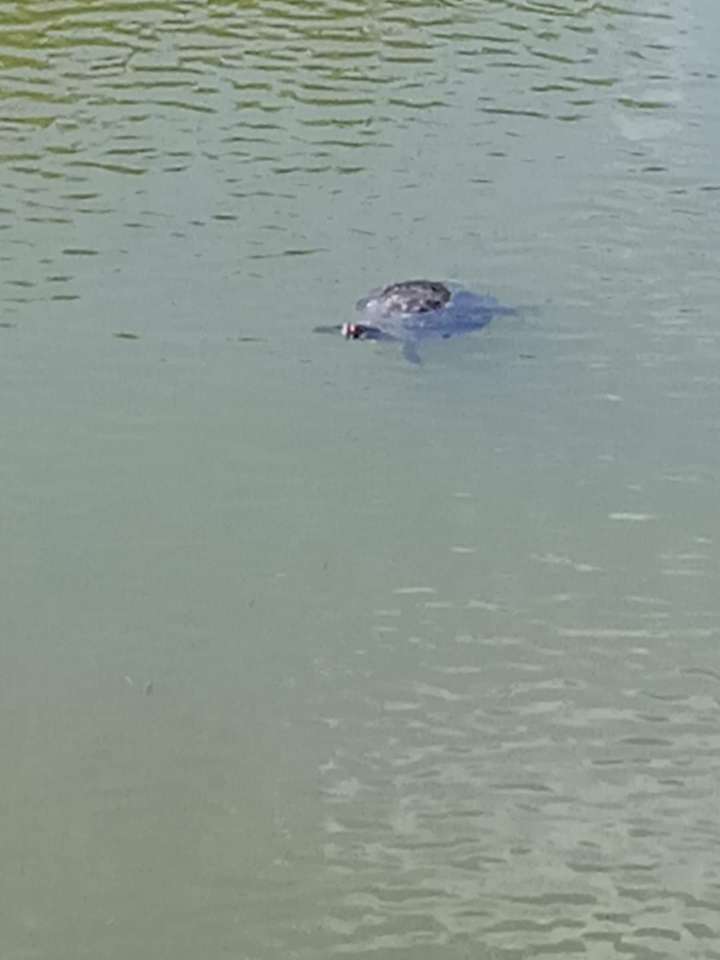 Želva v rybníku online puzzle