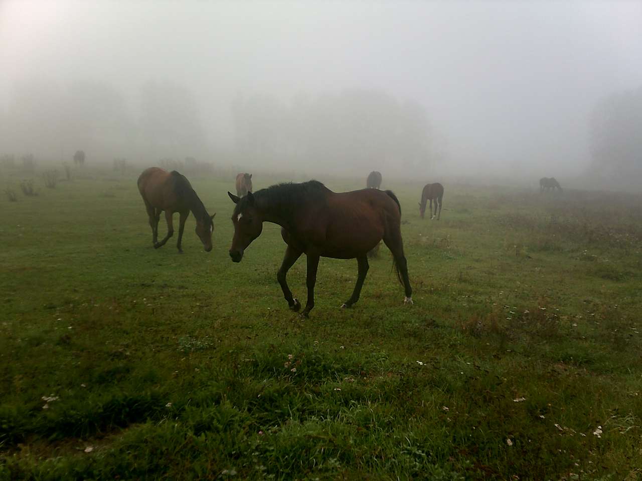 коні в тумані онлайн пазл