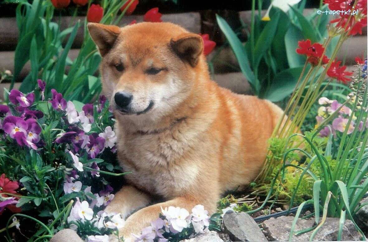 Shiba-inu - en av de sex raserna av japanska hundar pussel på nätet