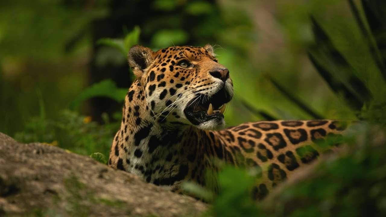 Jaguar rompecabezas en línea