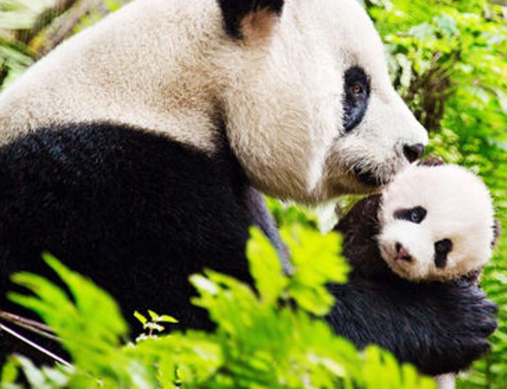 Una mamma panda e il suo cucciolo puzzle online