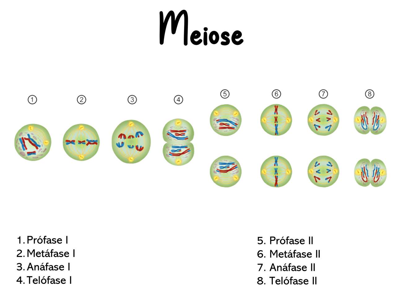 Stadien der Meiose Online-Puzzle