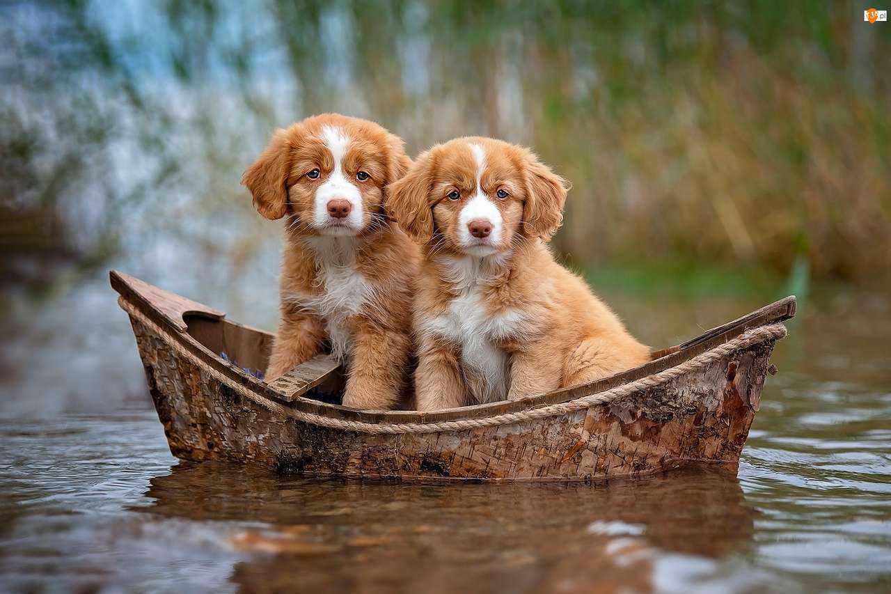 SMALL PUPPIES IN A BOAT online puzzle