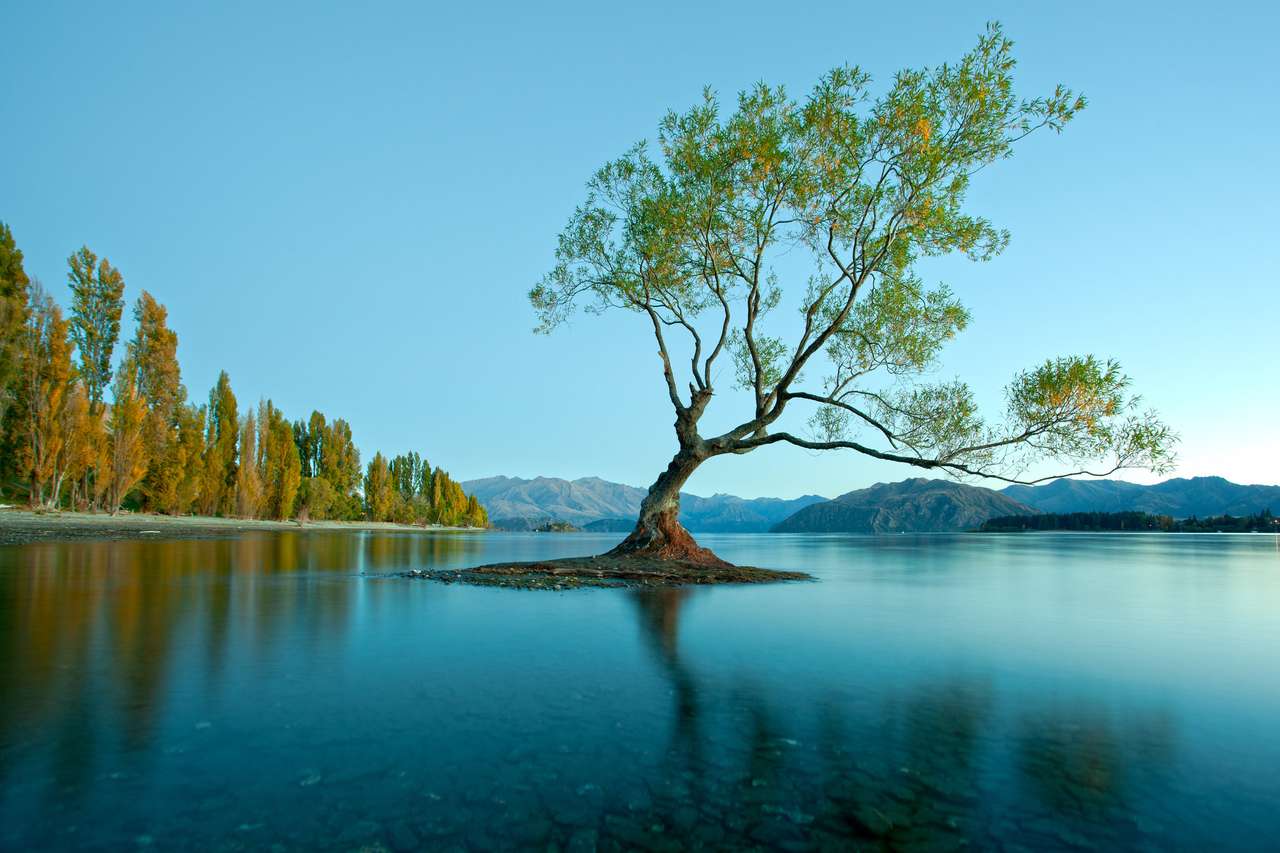 Весняне дерево в озері, Нова Зеландія онлайн пазл