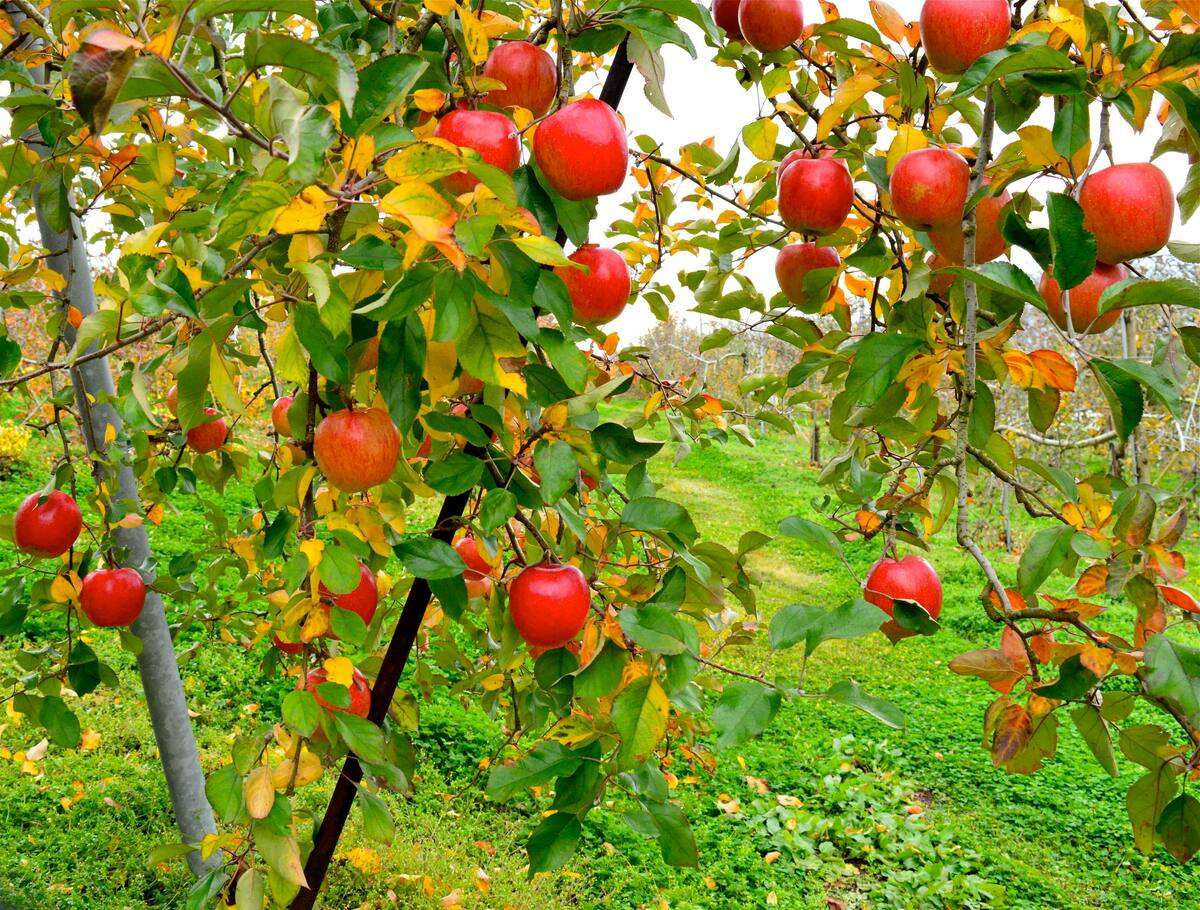 Äpfel pflücken Online-Puzzle