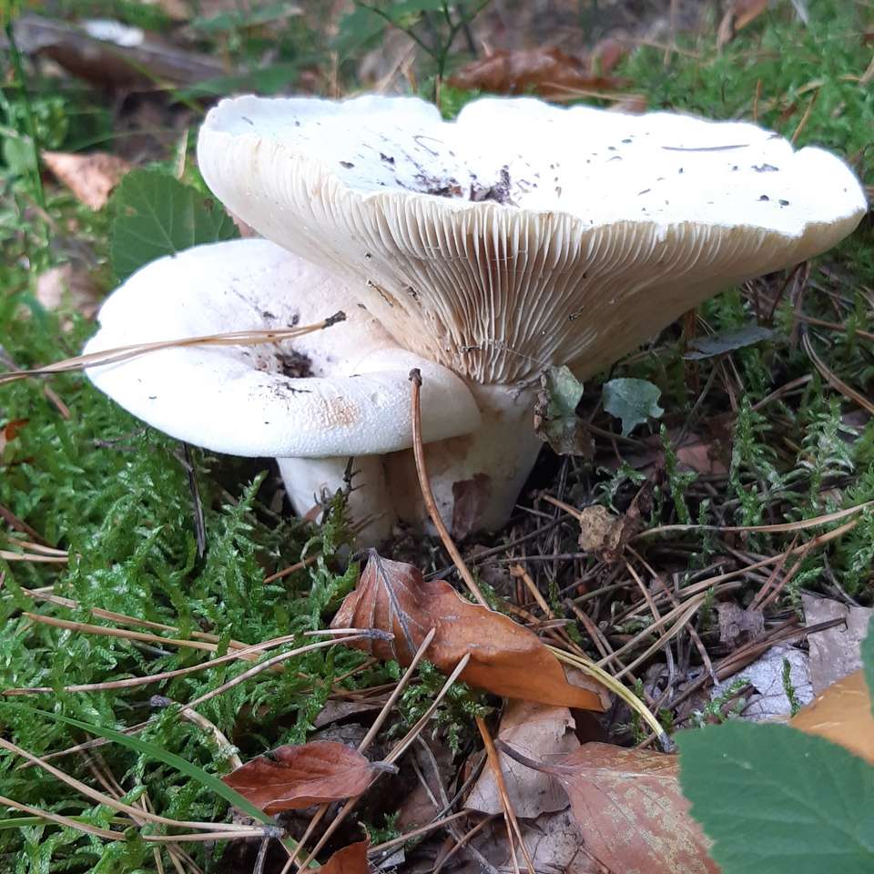 большие белые грибы онлайн-пазл