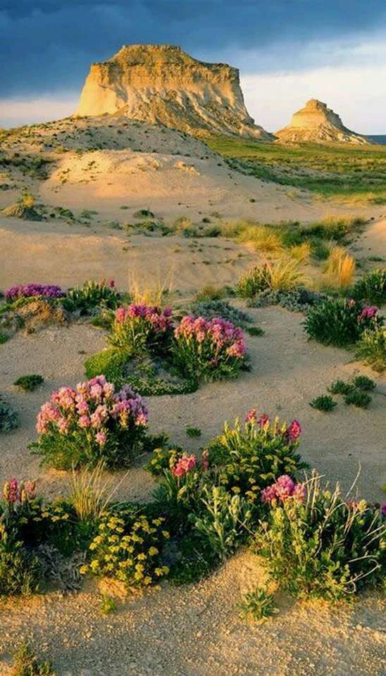 bloemrijke woestijn legpuzzel online