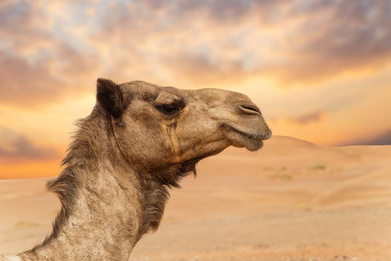 Kamelen uit het Midden-Oosten in een woestijn legpuzzel online