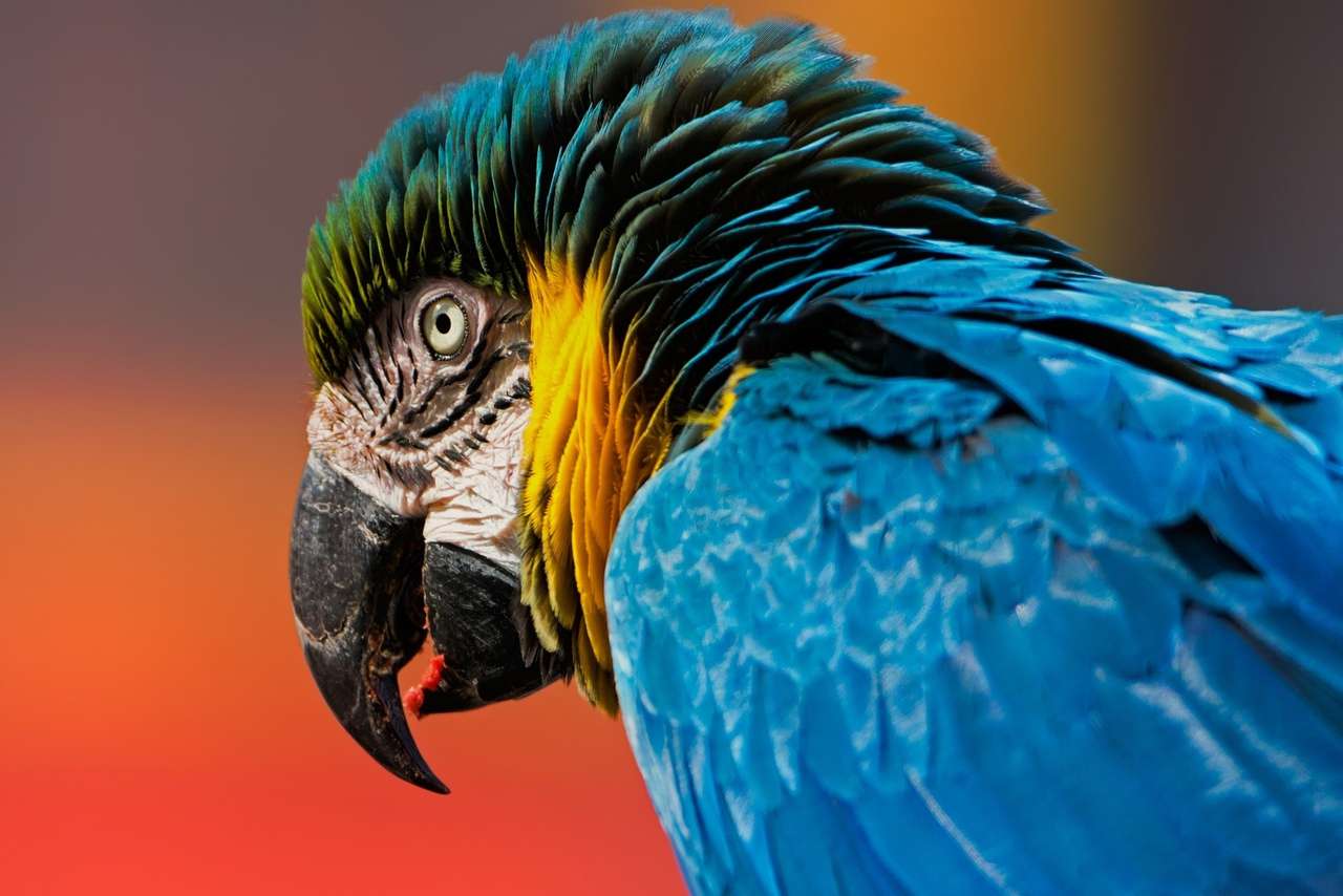 Färgglad ara papegoja pussel på nätet