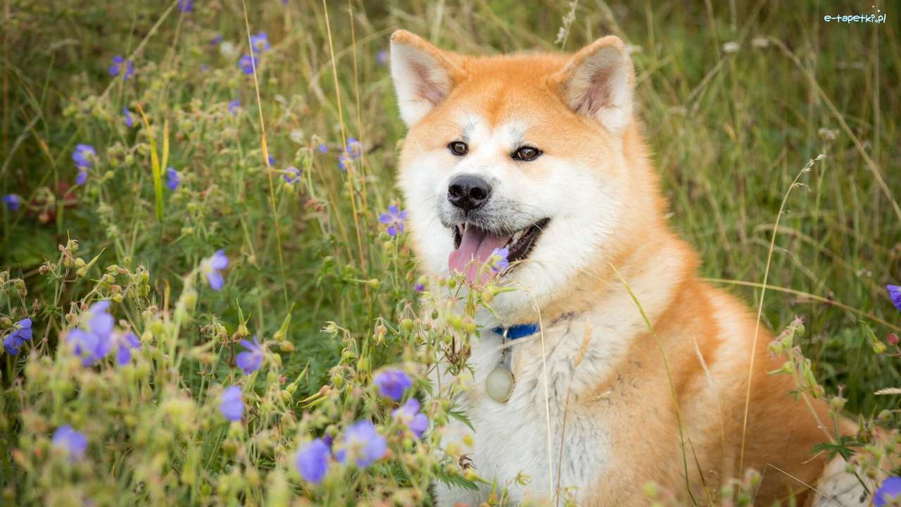 Perro de raza japonesa rompecabezas en línea