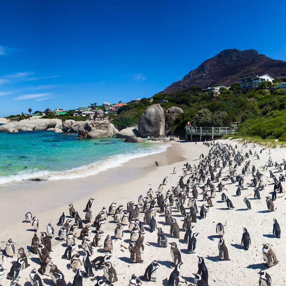 En strand med pingviner i Afrika Pussel online
