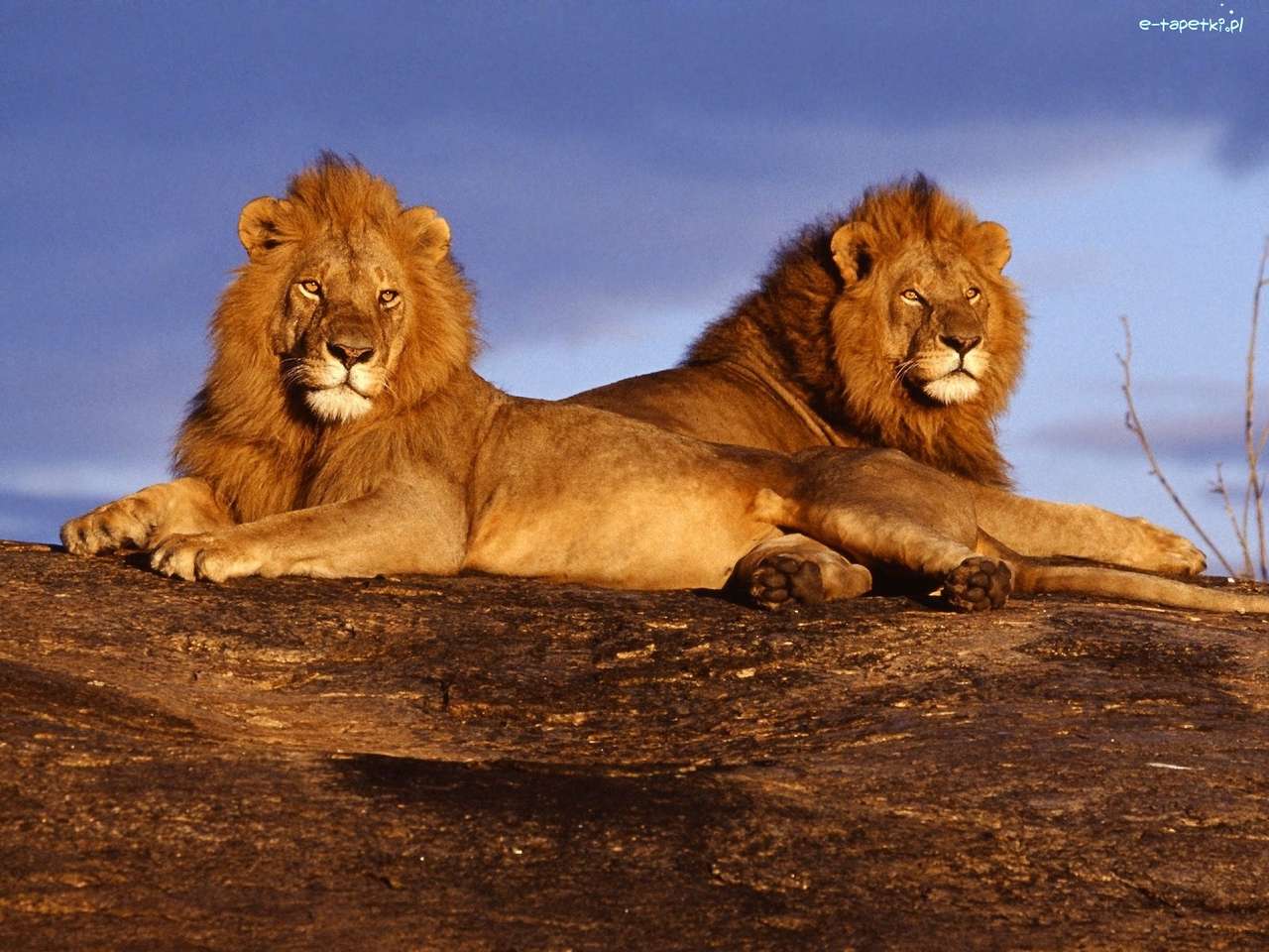 Δύο λιοντάρια σε έναν βράχο online παζλ