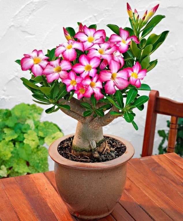 Adeniumobesum - een bloeiende boom legpuzzel online