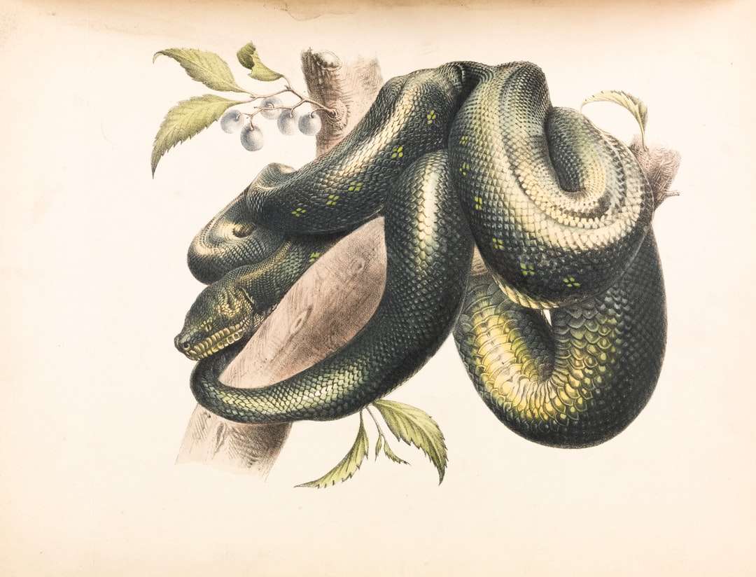 илюстрация на зелена и черна змия онлайн пъзел