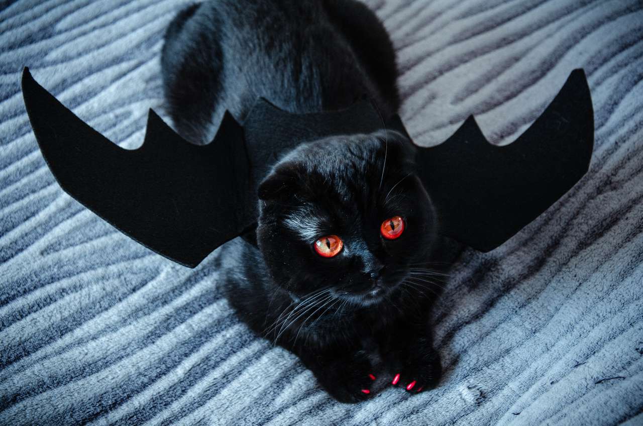 хэллоуин - кошка онлайн-пазл
