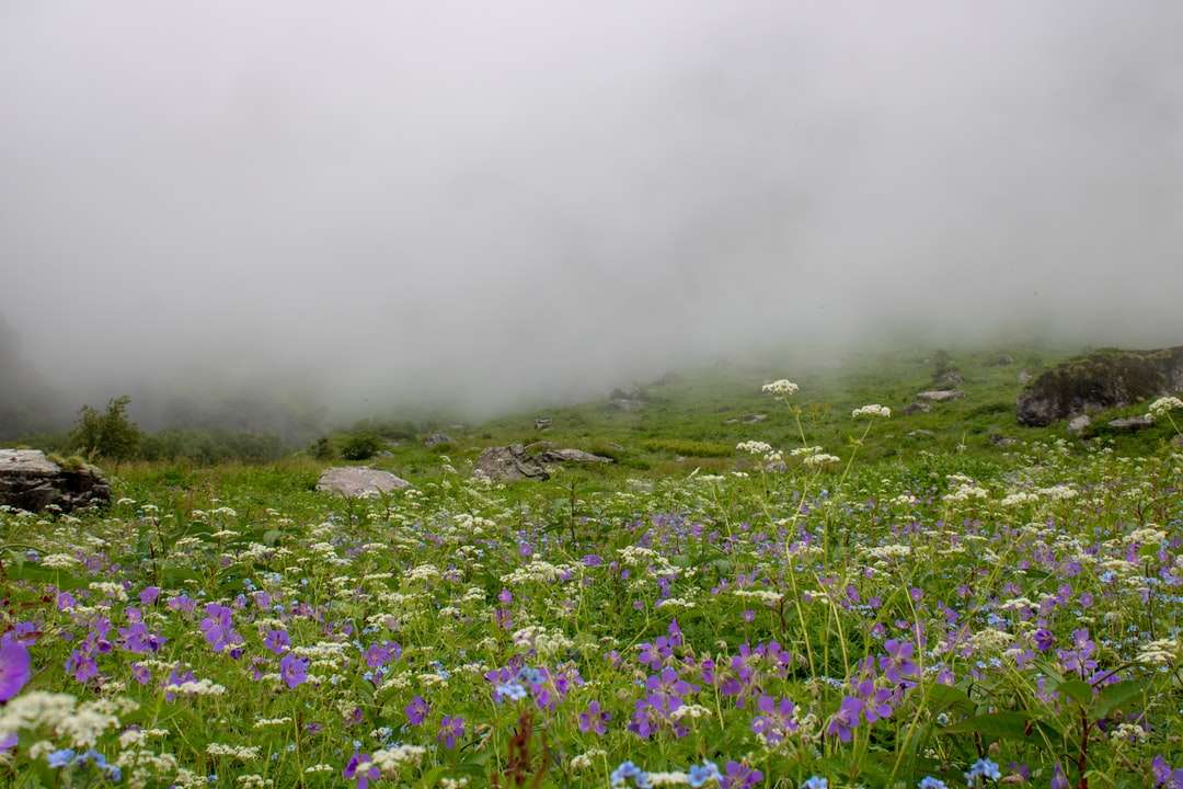 champ de fleurs violettes sous des nuages ​​blancs pendant la journée puzzle en ligne