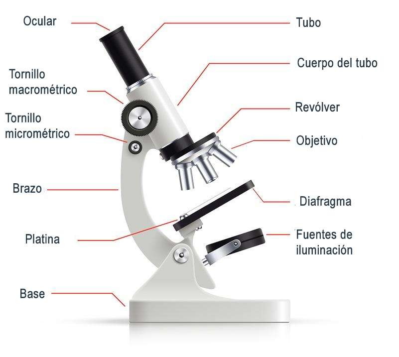 Mikroskop Online-Puzzle