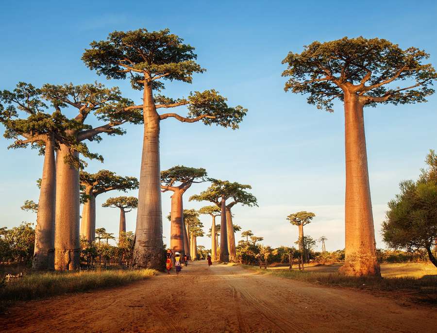 Madagaskar - fantastisk natur - baobab pussel på nätet