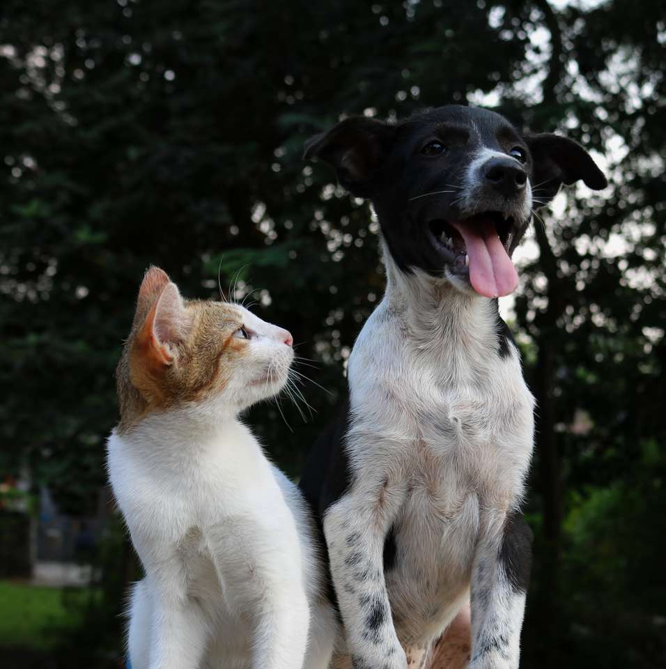 ρηχή εστίαση φωτογραφία σκύλου και γάτας online παζλ