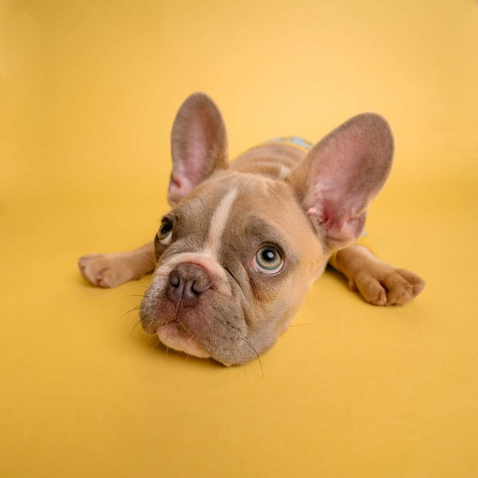 brauner französischer bulldoggenwelpe, der auf gelbem textil liegt Online-Puzzle