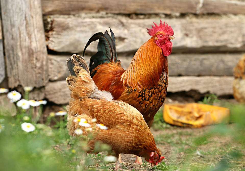 Galo com uma galinha no quintal quebra-cabeças online