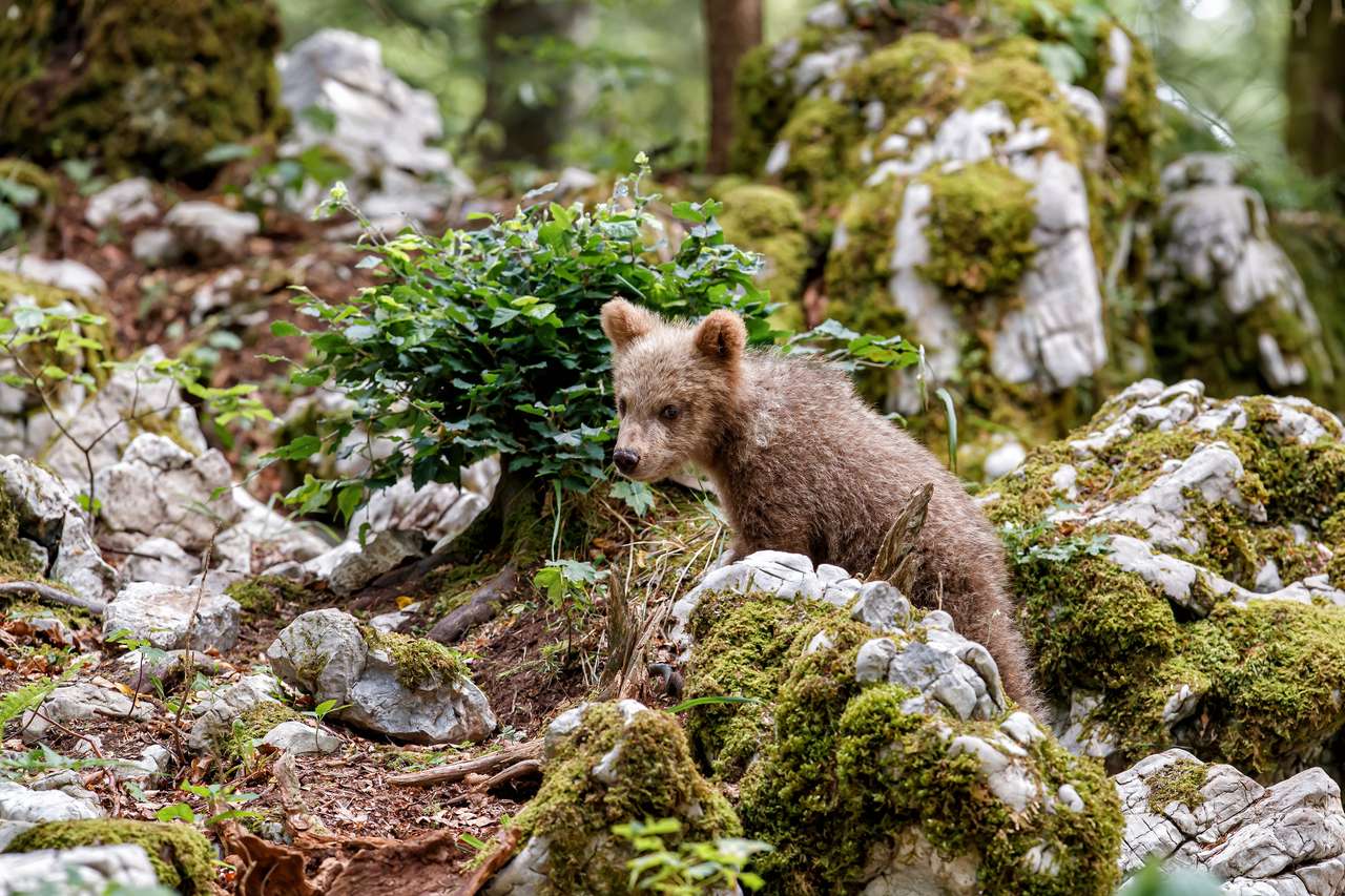 encontro próximo com filhote de urso marrom selvagem quebra-cabeças online