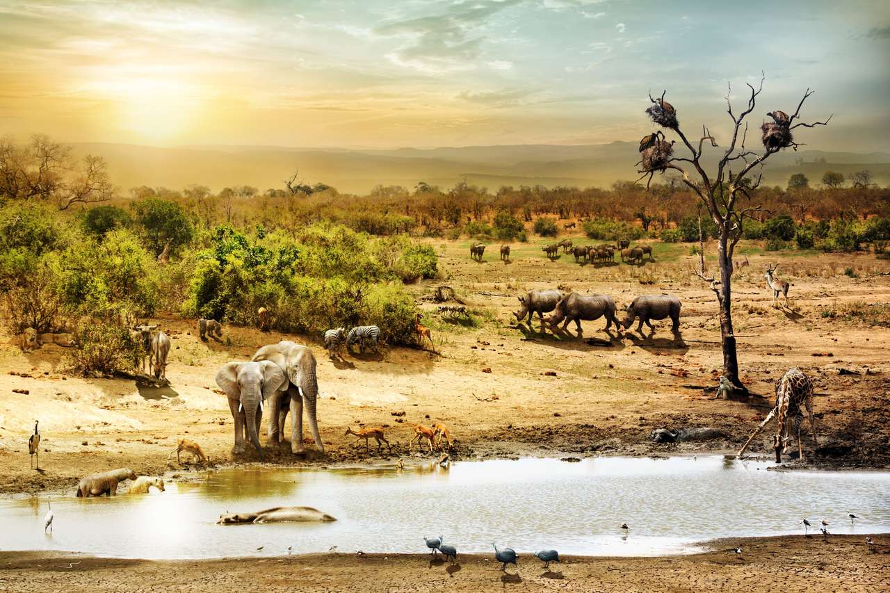 Escena de ensueño de la vida salvaje de un safari en Sudáfrica rompecabezas en línea