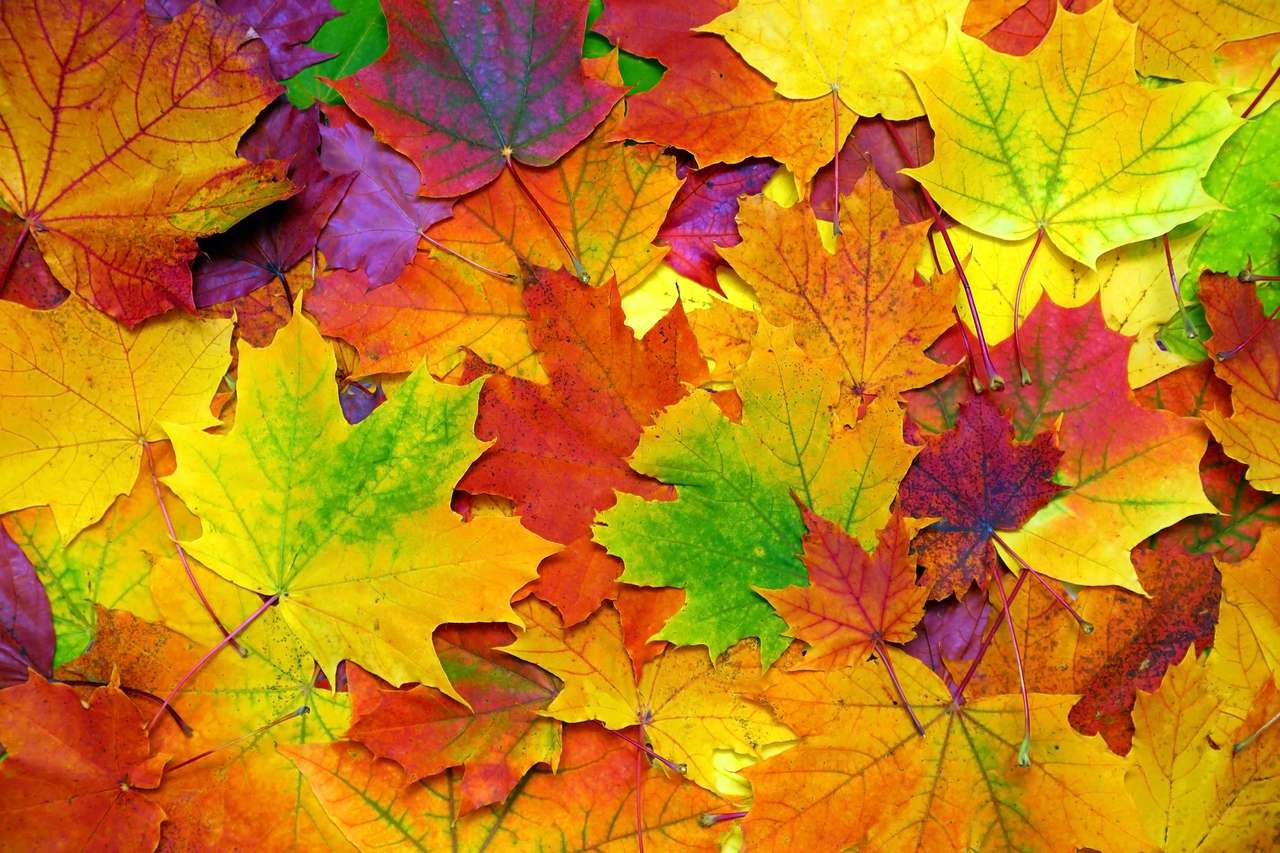 Höstens färgglada löv Pussel online