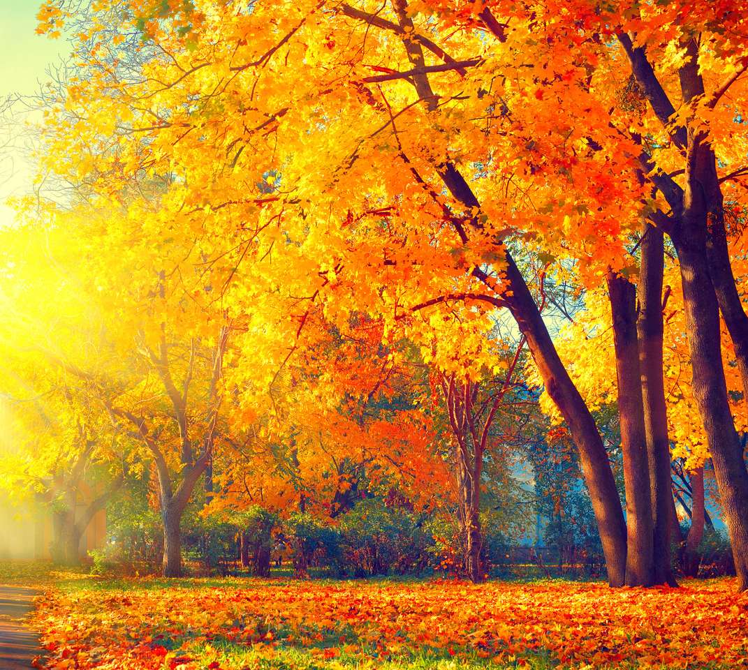 Bellissimo parco autunnale puzzle online