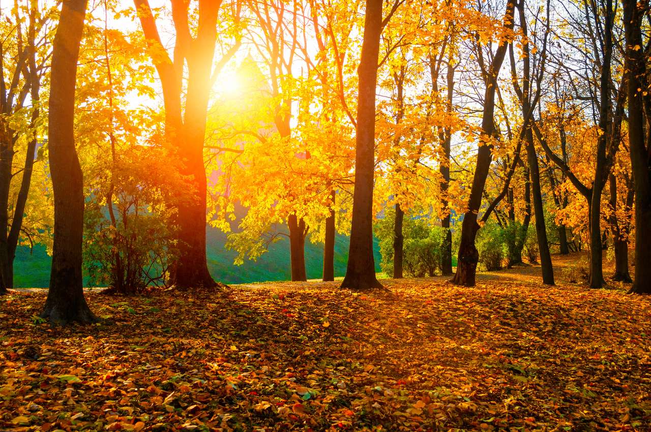 Herfstparkbomen en gevallen herfstbladeren online puzzel