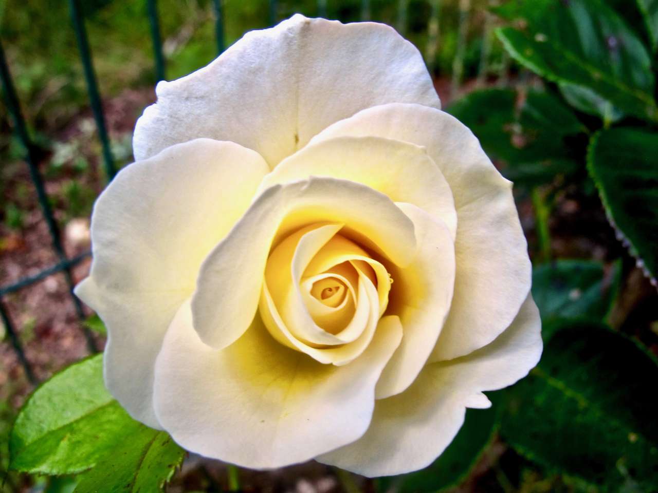 Una rosa in tutto il suo splendore puzzle online
