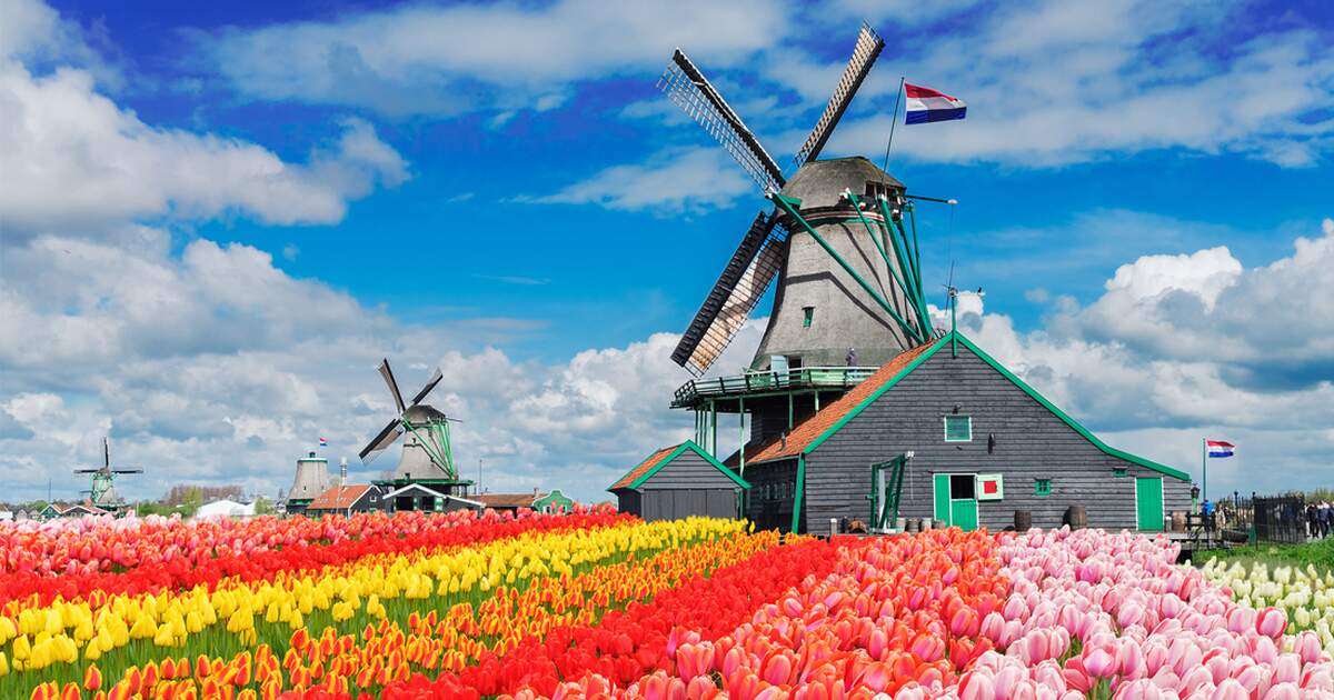 Um campo de tulipas e um moinho de vento na Holanda quebra-cabeças online