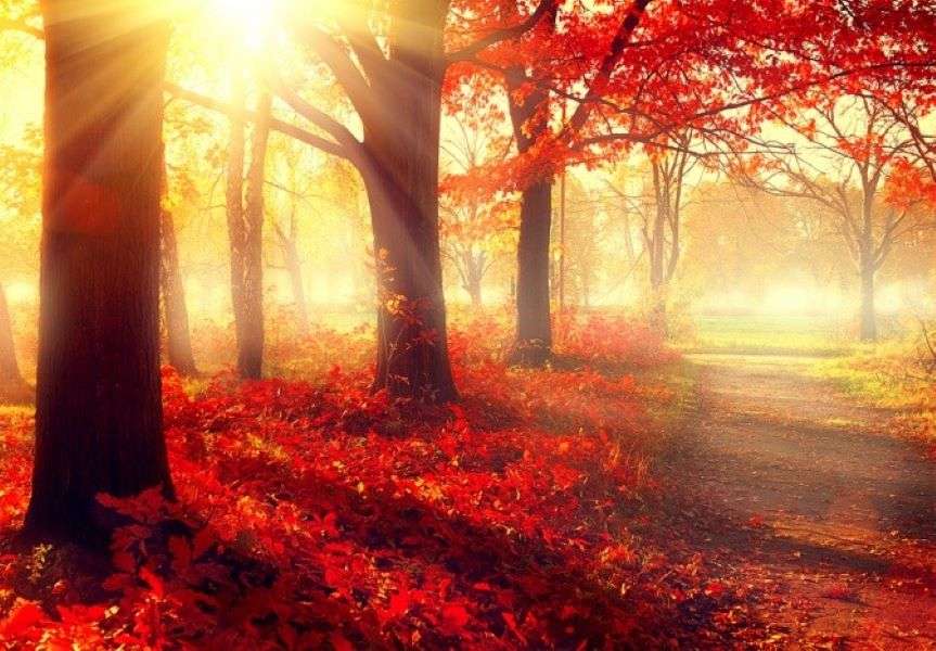 Caminhe na floresta de outono puzzle online