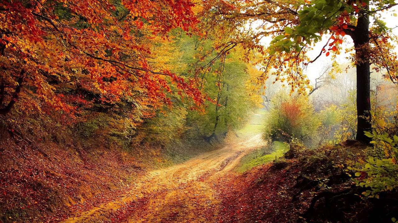 Walk in the autumn forest jigsaw puzzle online