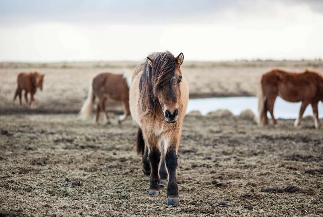 grunt fokus fotografering av häst pussel på nätet