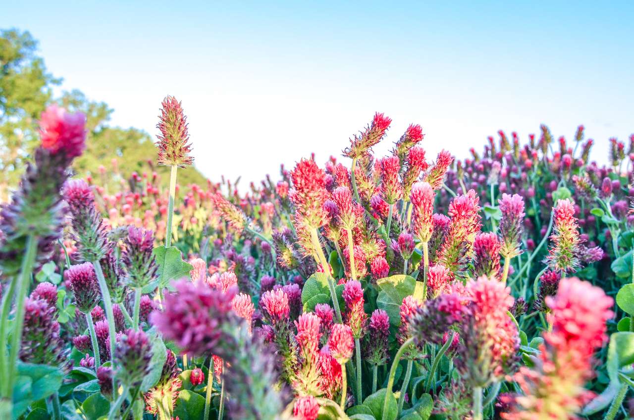 fält av crimson klöver, trifolium incarnatum, blommar klarrött Pussel online