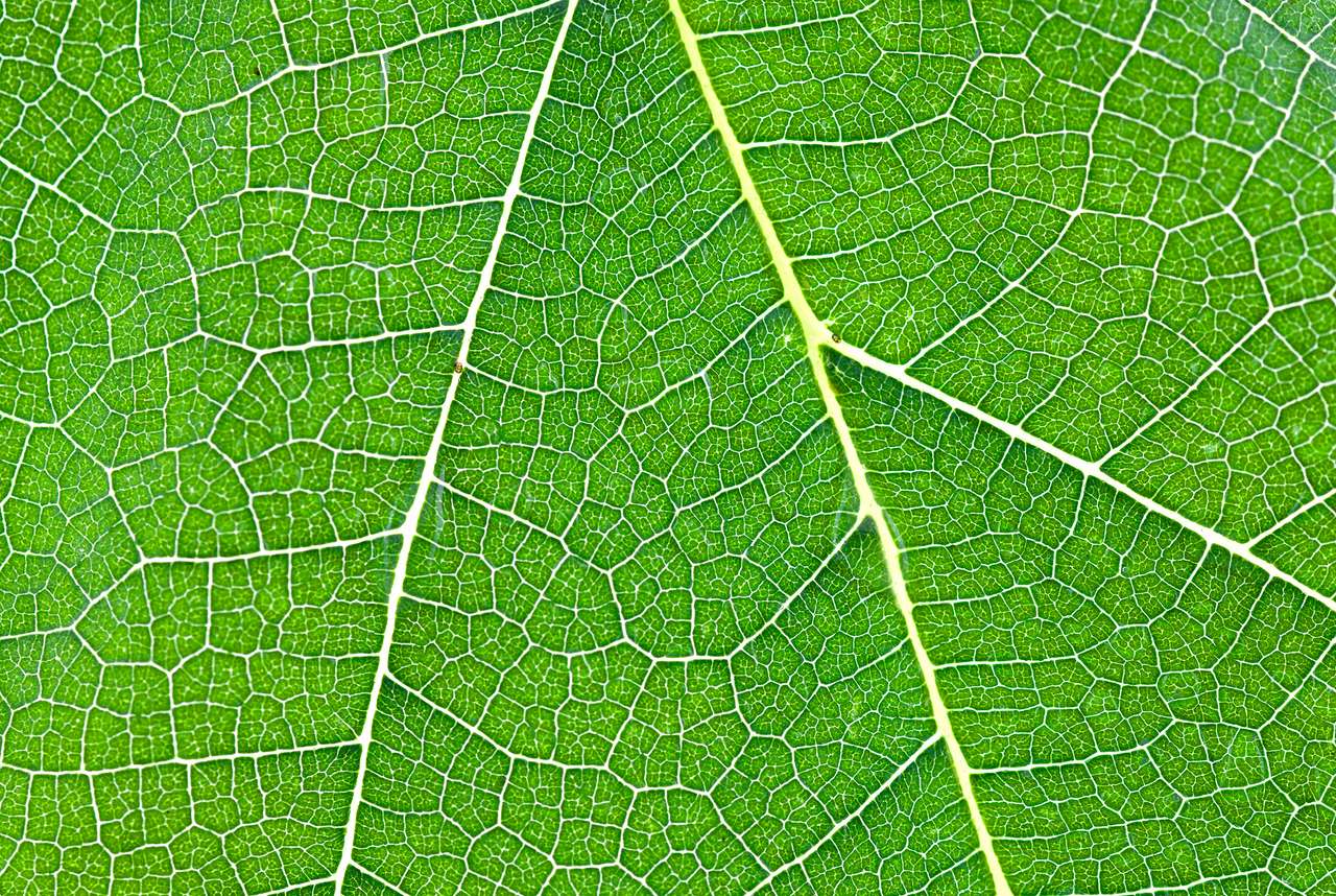 Текстура листьев пазл онлайн