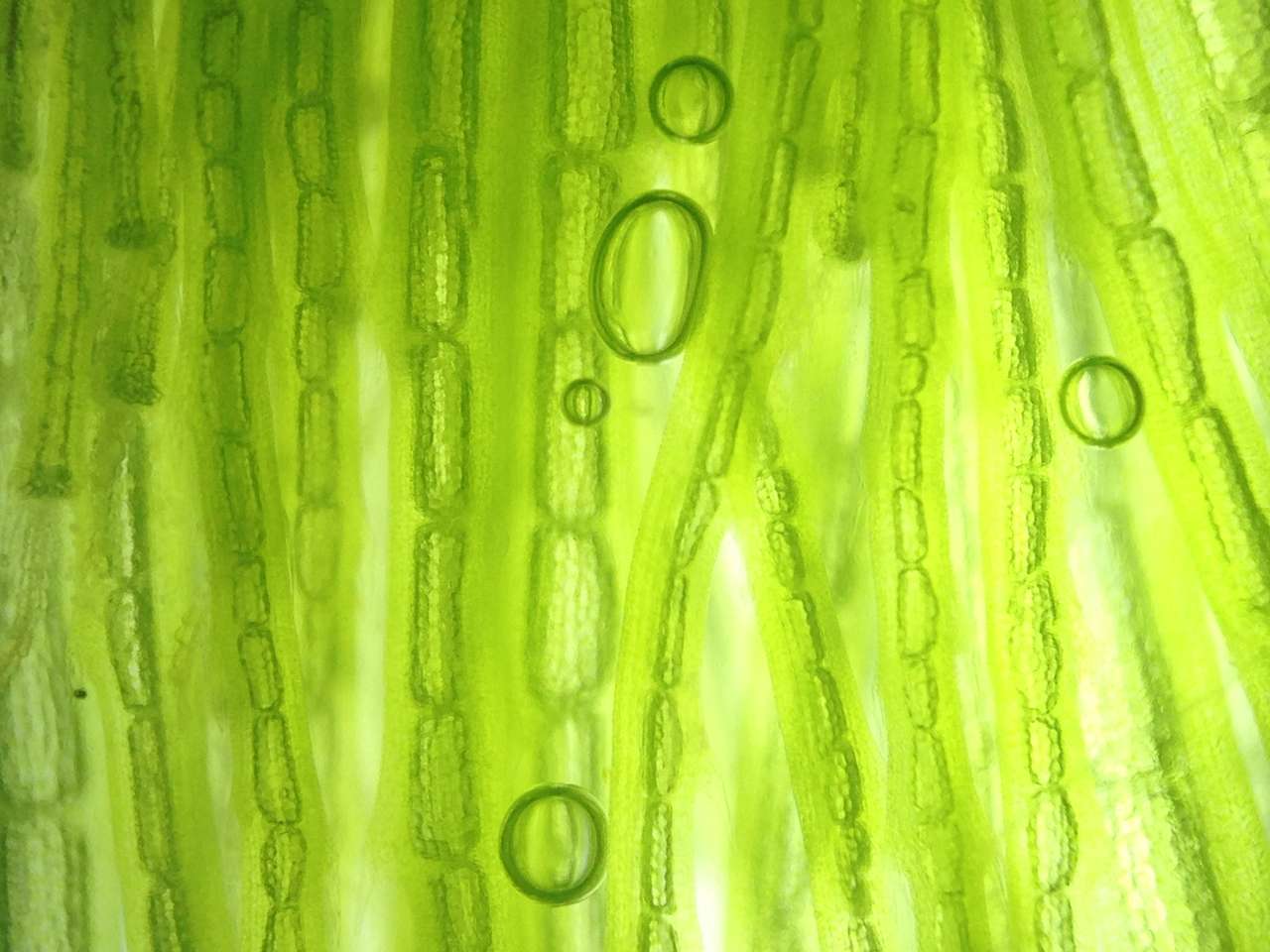 Gyönyörű zoom mikroorganizmus alga sejt online puzzle