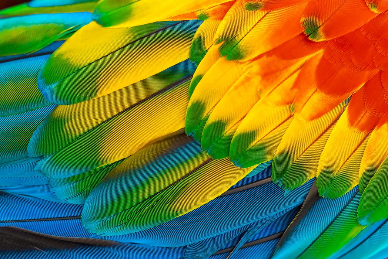 自然の背景に赤、黄、オレンジ、青のカラフルなコンゴウインコのオウムの羽 ジグソーパズルオンライン